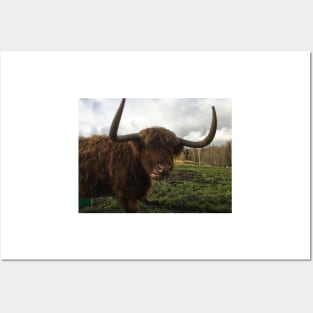 Scottish Highland Cattle Cow 2149 Posters and Art